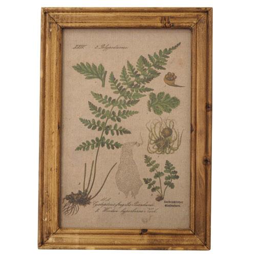 Frame Posters Botanical (01-00) 